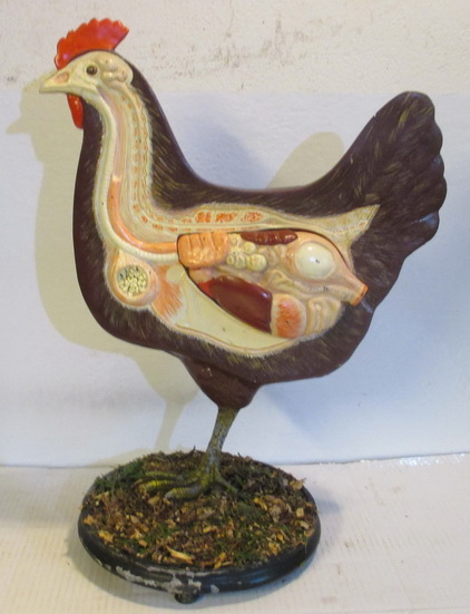 vintage anatomical model chicken