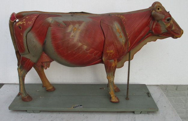 anatomical model cow in parts