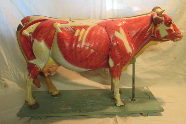 antique anatomical model cow muscular system