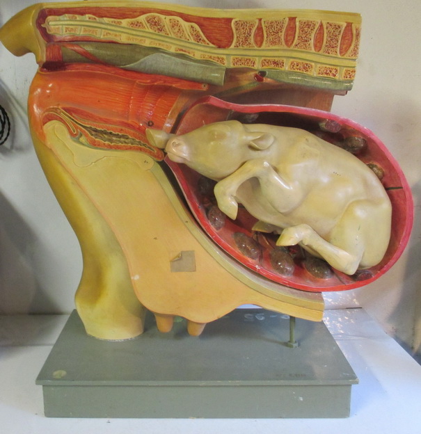 antique anatomical model pregnant cow 