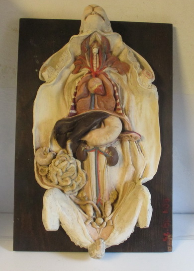 antique anatomical dissction scchool model of a rabbit