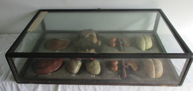 antique showcase wax head and organs
