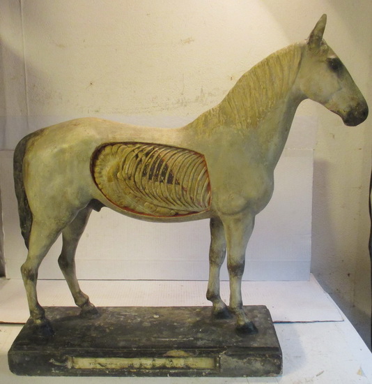 antique anatomical model of a horse