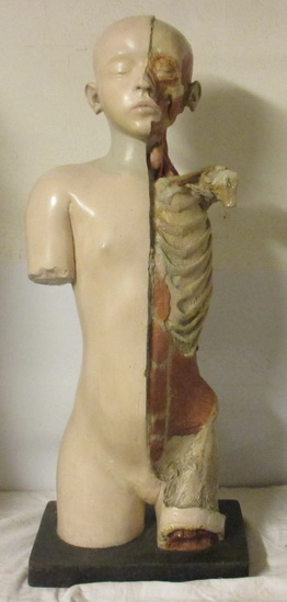 antique anatomical torso ecorche Steger Leipzig