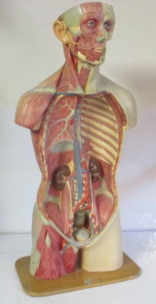 antique anatomical model human body with the muscles